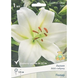 Лилия лоо-гибрид Полар 85205731 STLM-2107364