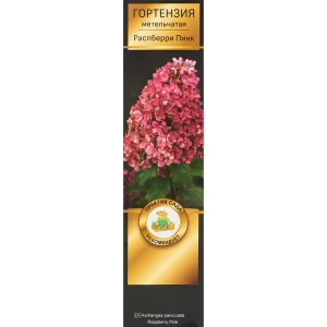 Гортензия метельчатая Распберри пинк h37 см 83786861 STLM-2051135