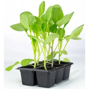 Капуста Брюссельская h15 см