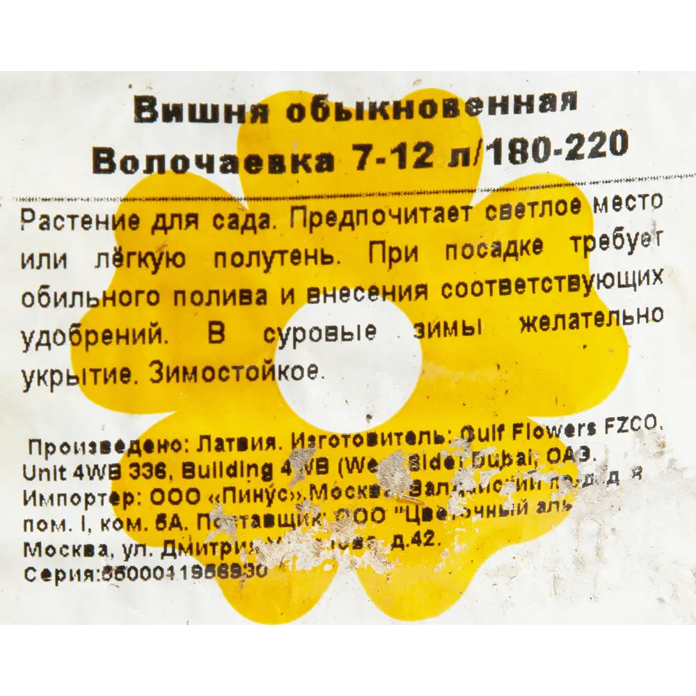 Вишня обыкновенная «Волочаевка» 7-12 л 180-220 см 82176303 STLM-2164512 Santreyd  - Вид №1