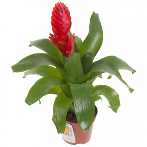 18785871 Вриезия «Каллисто» D9 H35