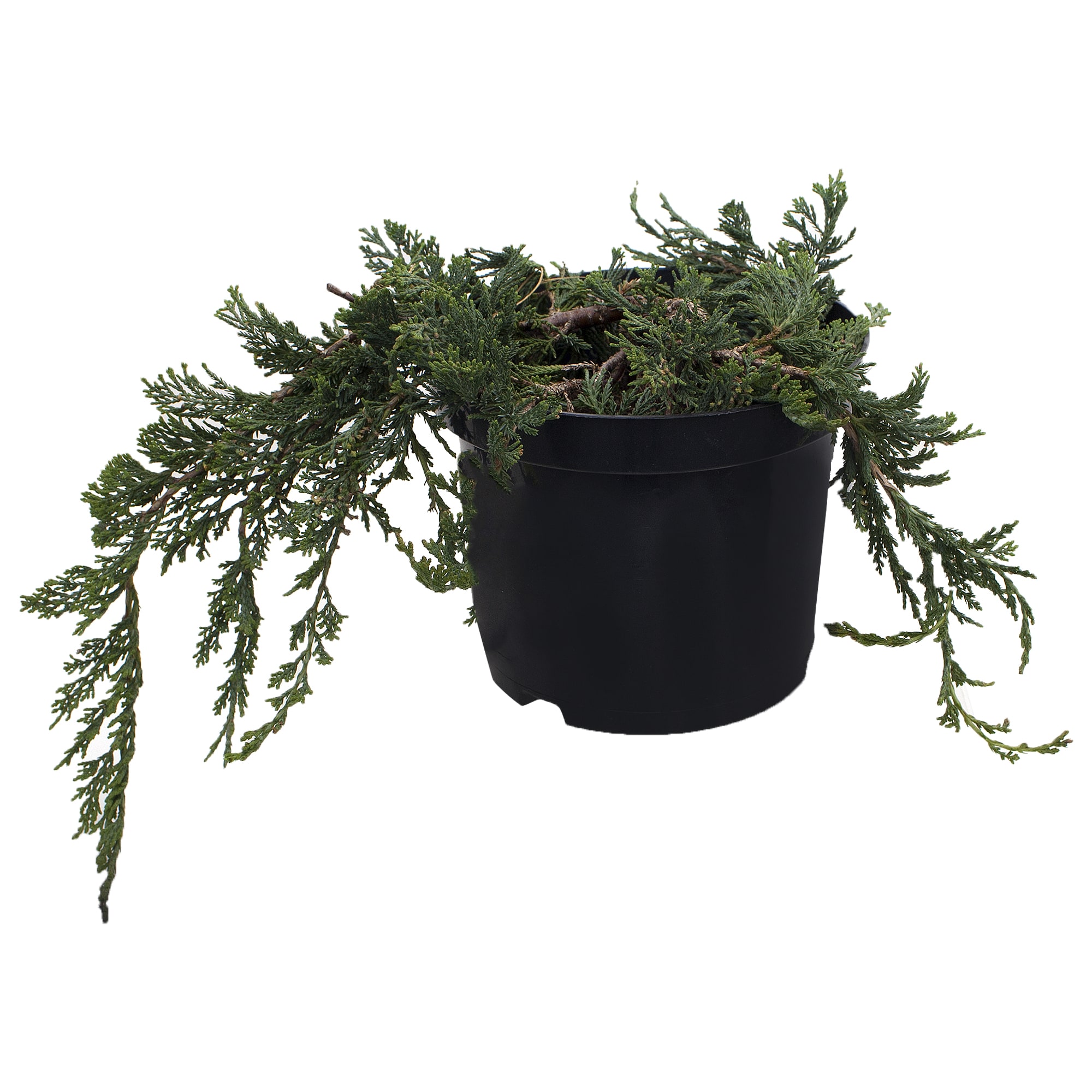 18382991 Можжевельник горизонтальный «Блю Чип», 17х25-30 см Santreyd 