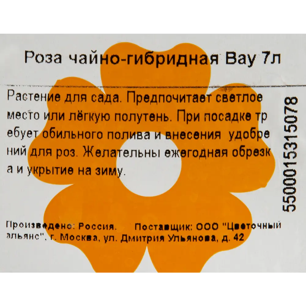 Роза чайно-гибридная «Вау» 23x40 см 82601785 STLM-2011120 Santreyd  - Вид №2