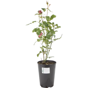 Роза чайно-гибридная «Тенга Венга» розовая 24x70 см