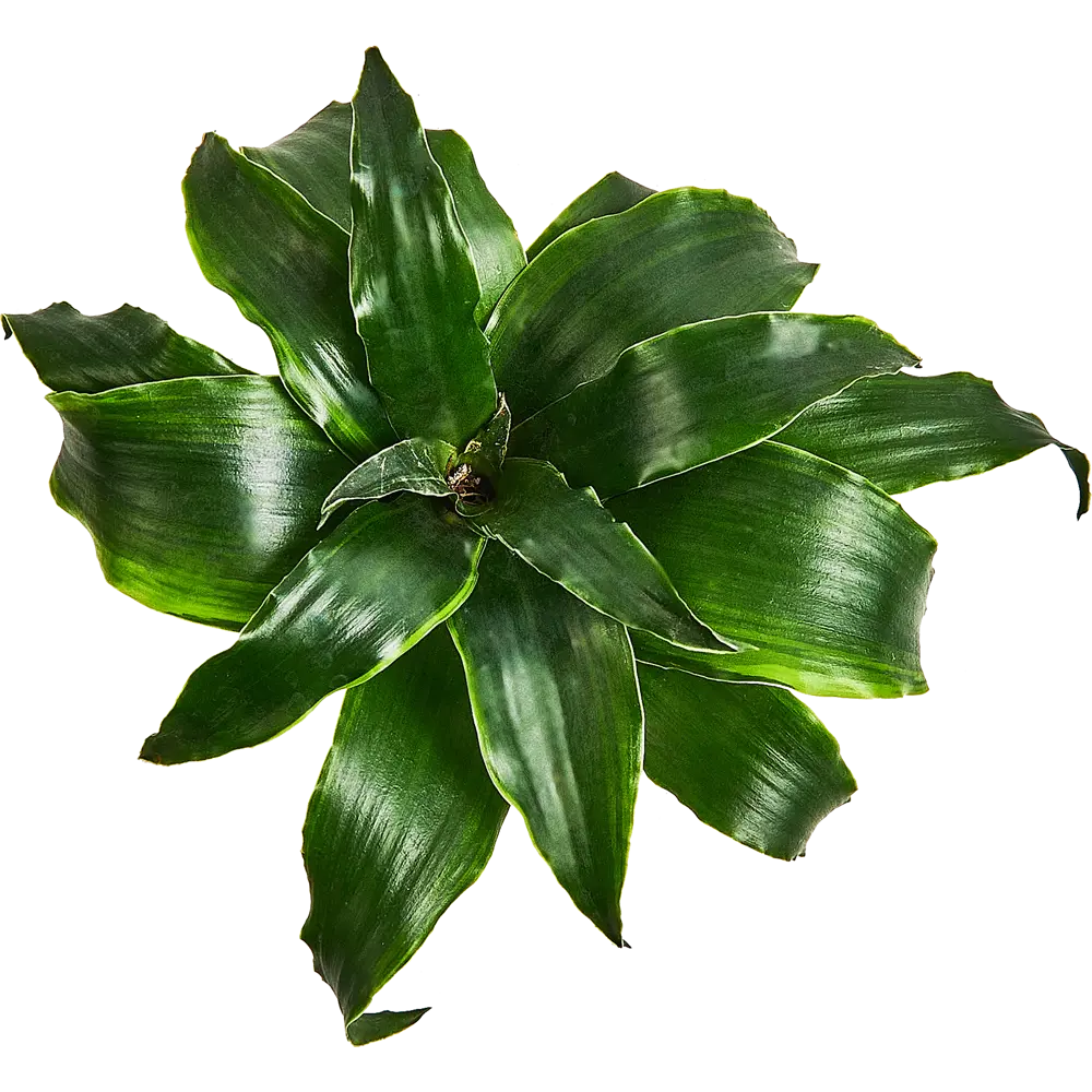 Santreyd Драцена Драгонтри микс — изящное растение с резными листьями 87819512 STLM-0075863 - Вид №3