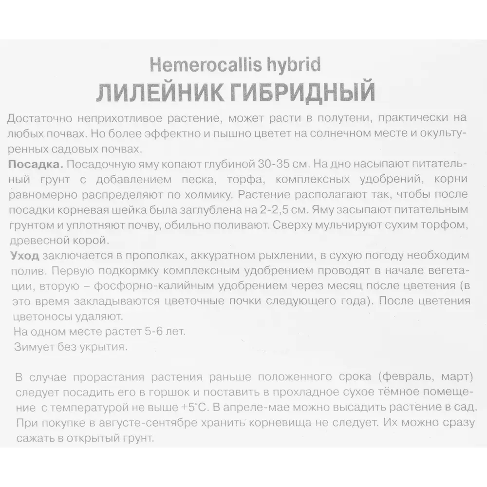 Лилейник гибридный Фрейгрант рефлекшн луковица I 88294960 STLM-2054789 Santreyd  - Вид №2