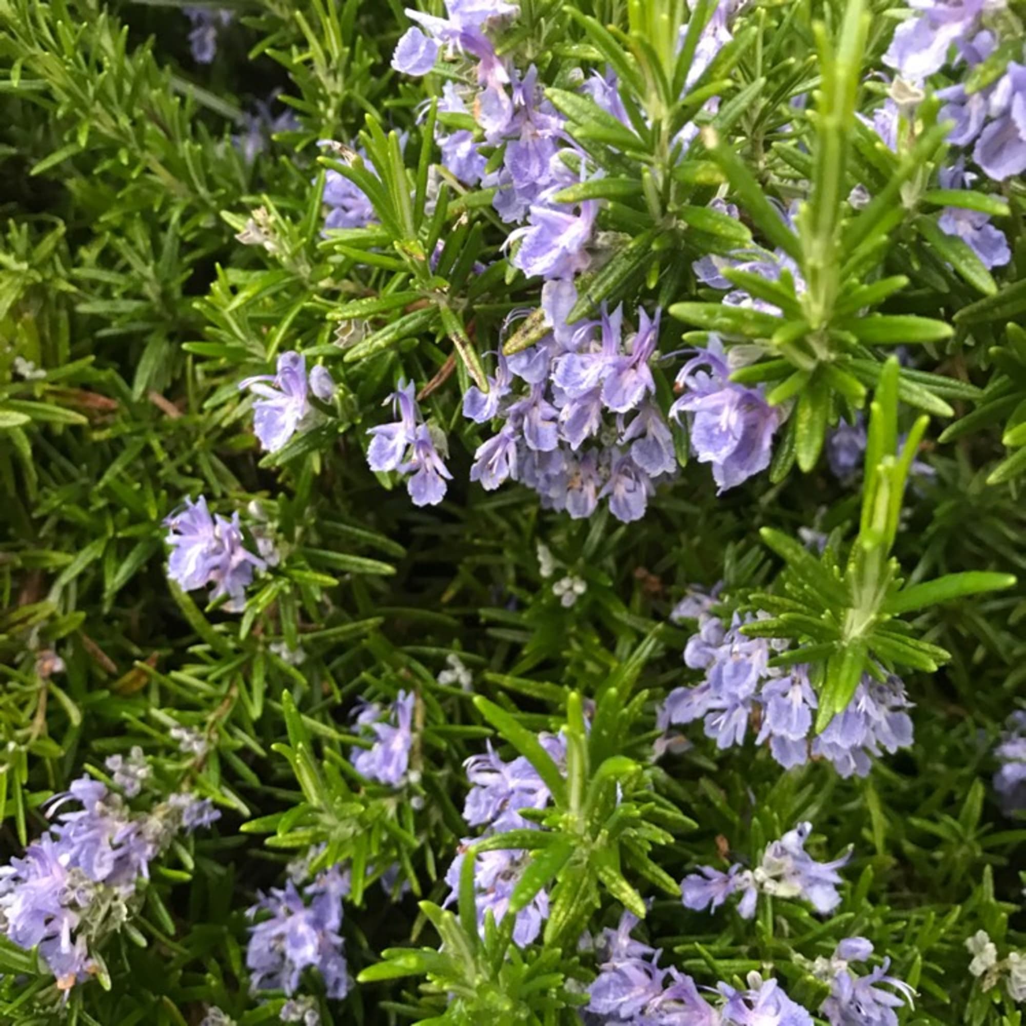 82585484 Розмарин в кассете, 6 шт Santreyd 