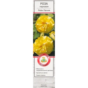 Розы парковые «Рейн Лючия» 18348689 STLM-2157979