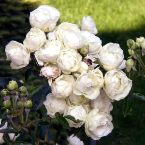 Роза флорибунда «Шнеевитхен» С4 82237678 STLM-2203286