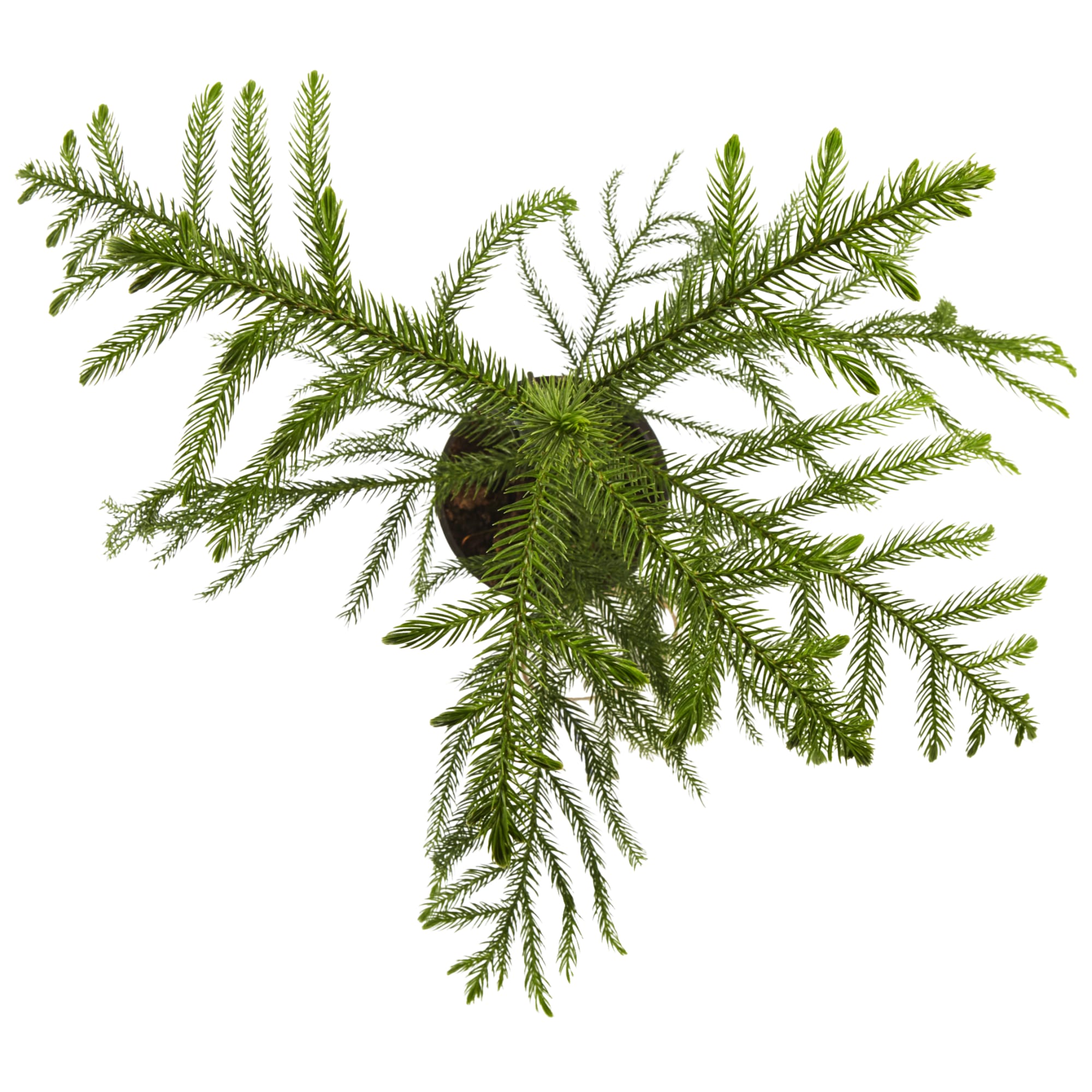 82399617 Араукария 12x30 см Santreyd  - Вид №1