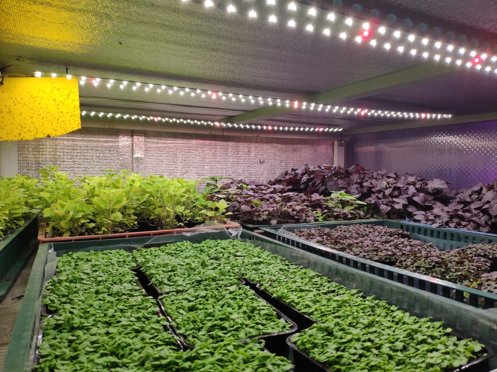 3395 Биколор Комфорт 2.5.b - Рассада,Микрозелень. Белый свет. LAB.Space  - Вид №9