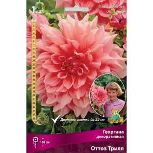 Георгина декоративная Оттоз Трилл луковица I 83593816 STLM-2144432