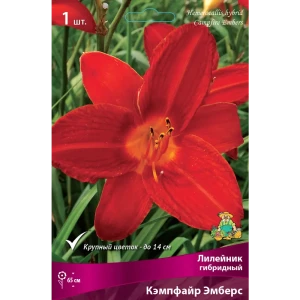 Лилейник гибридный «Кэмпфайр Эмберс» разбор I 82661828 STLM-2192525