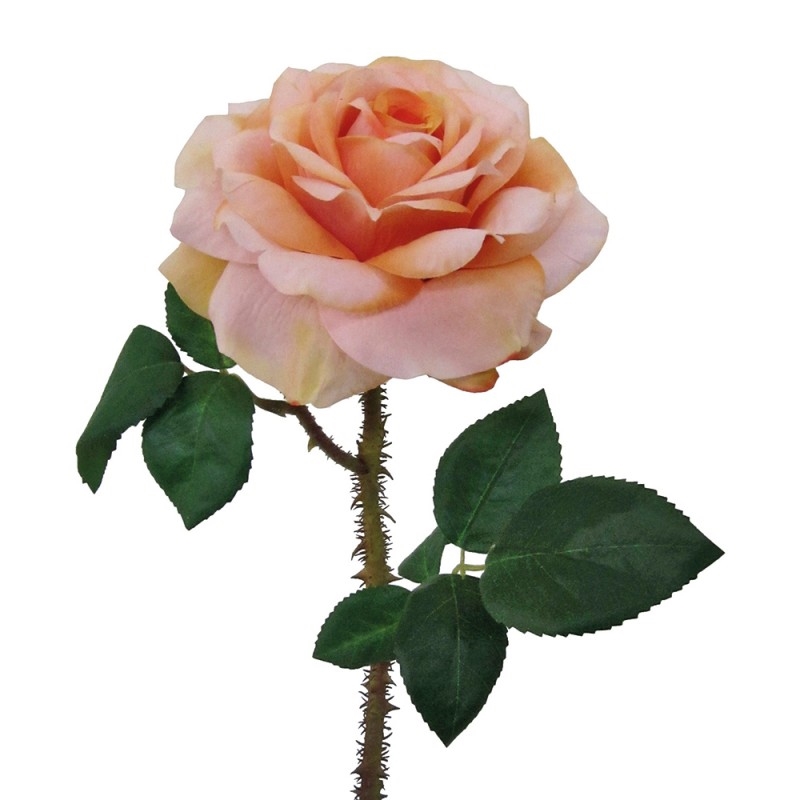 L131X7 Роза Регия Adriani e Rossi белый  - Вид №3