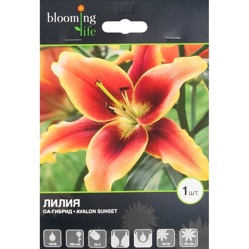 Лилия ОА-гибрид «Авалон Сансет» 82539365 STLM-2200494 BLOOMING LIFE 