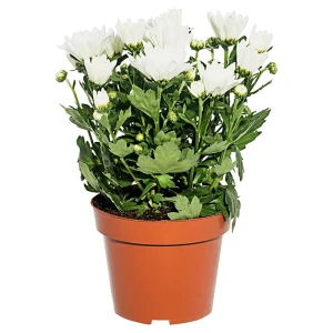 Хризантема микс 14x30 см 14031123 STLM-2176994