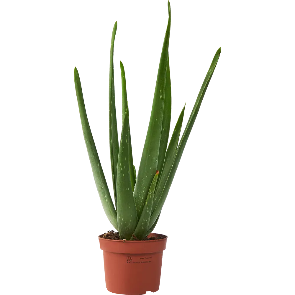 Алоэ Вера Santreyd - целебный суккулент для дома ø9 h25-35 см 85324980 STLM-0061538