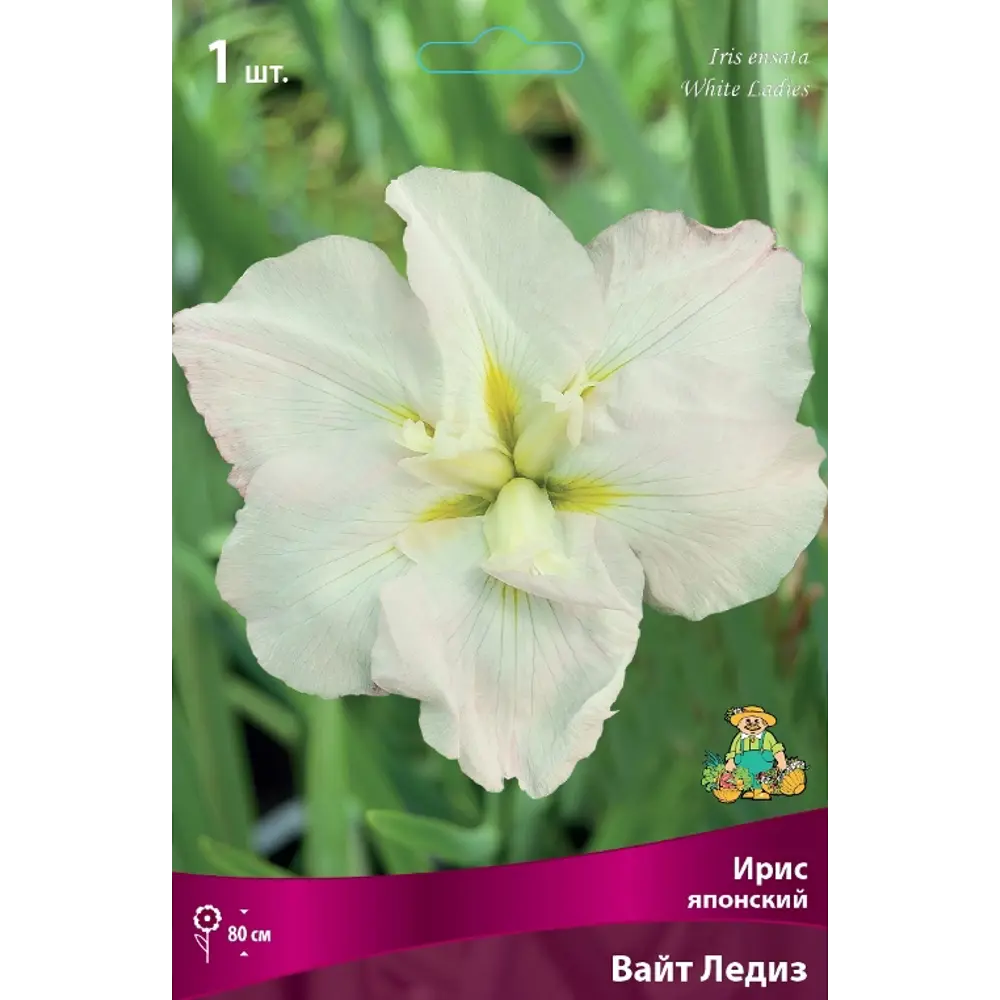 Ирис японский Вайт Ледиз луковица I 83597281 STLM-2211933 Santreyd 