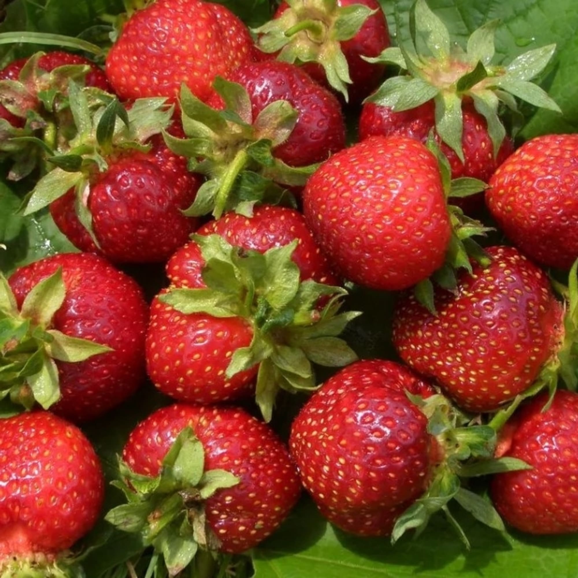 82528931 Земляника традиционная ранняя 3 шт Santreyd  - Вид №3