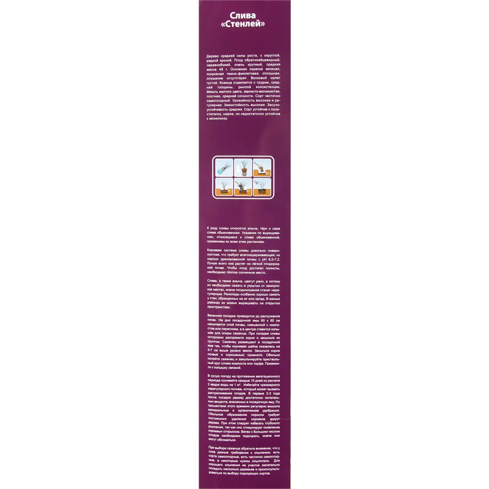 Слива Стенлей в тубе 82539571 STLM-2208485 BOTANIC COLLECTION  - Вид №2