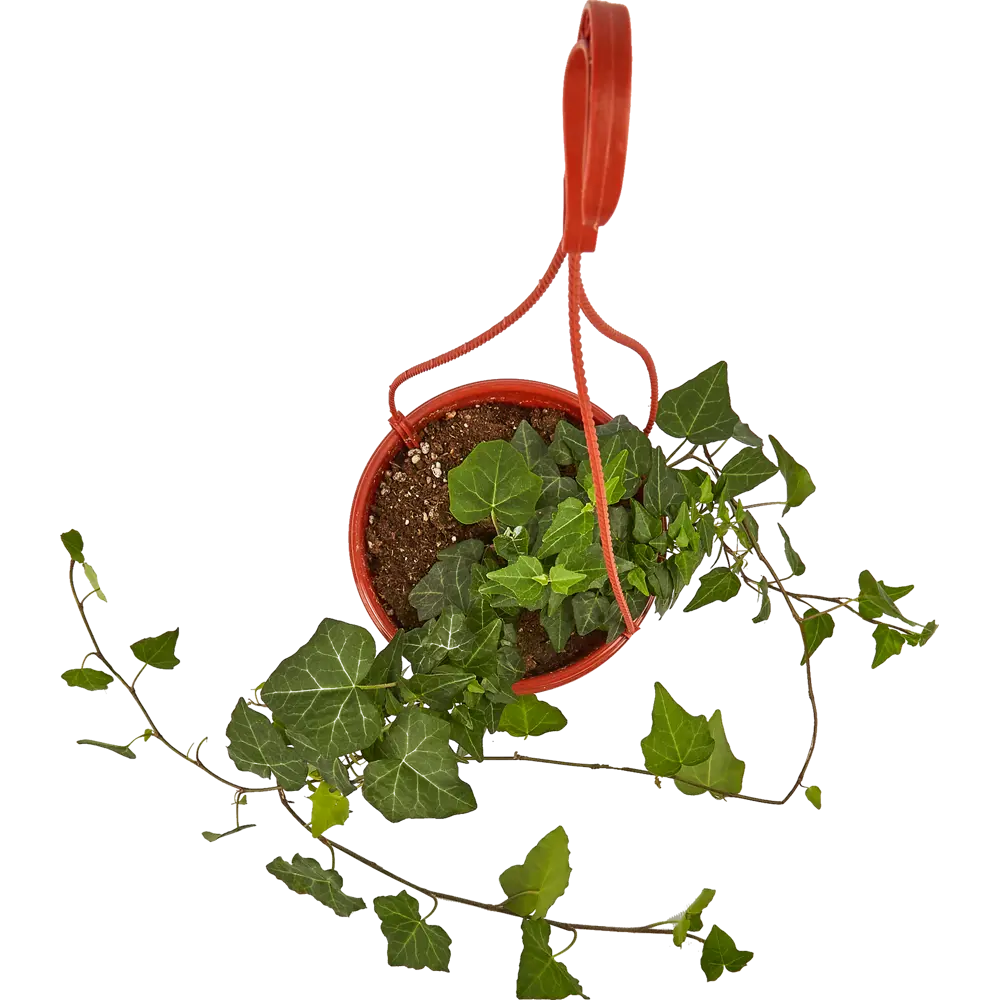 Santreyd Хедера — комнатное растение с декоративными листьями для вашего интерьера 85535973 STLM-0959571 - Вид №2