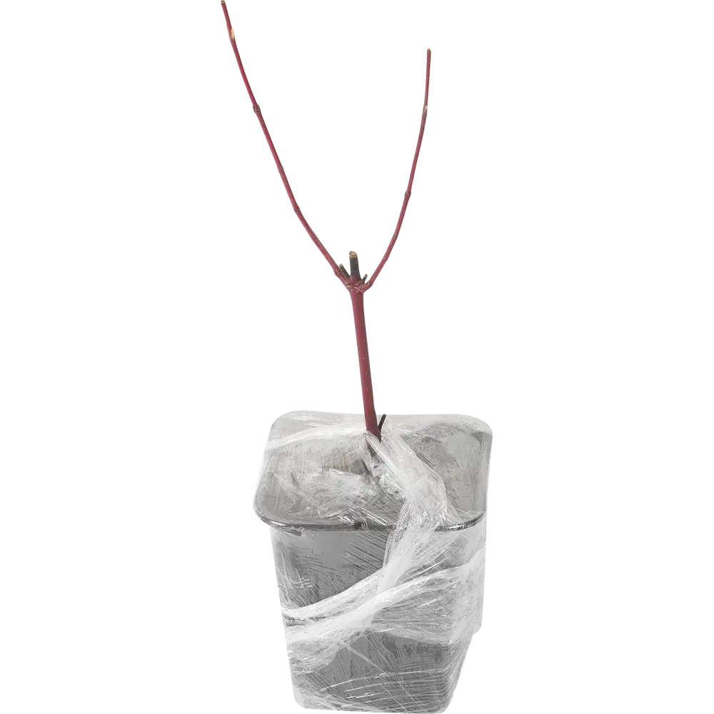 Дерен белый в коробке 17496989 STLM-2033562 Santreyd  - Вид №1