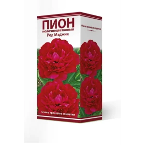 Пион молочноцветковый травянистый Рэд Мэджик 2/3 89381550 STLM-2028933