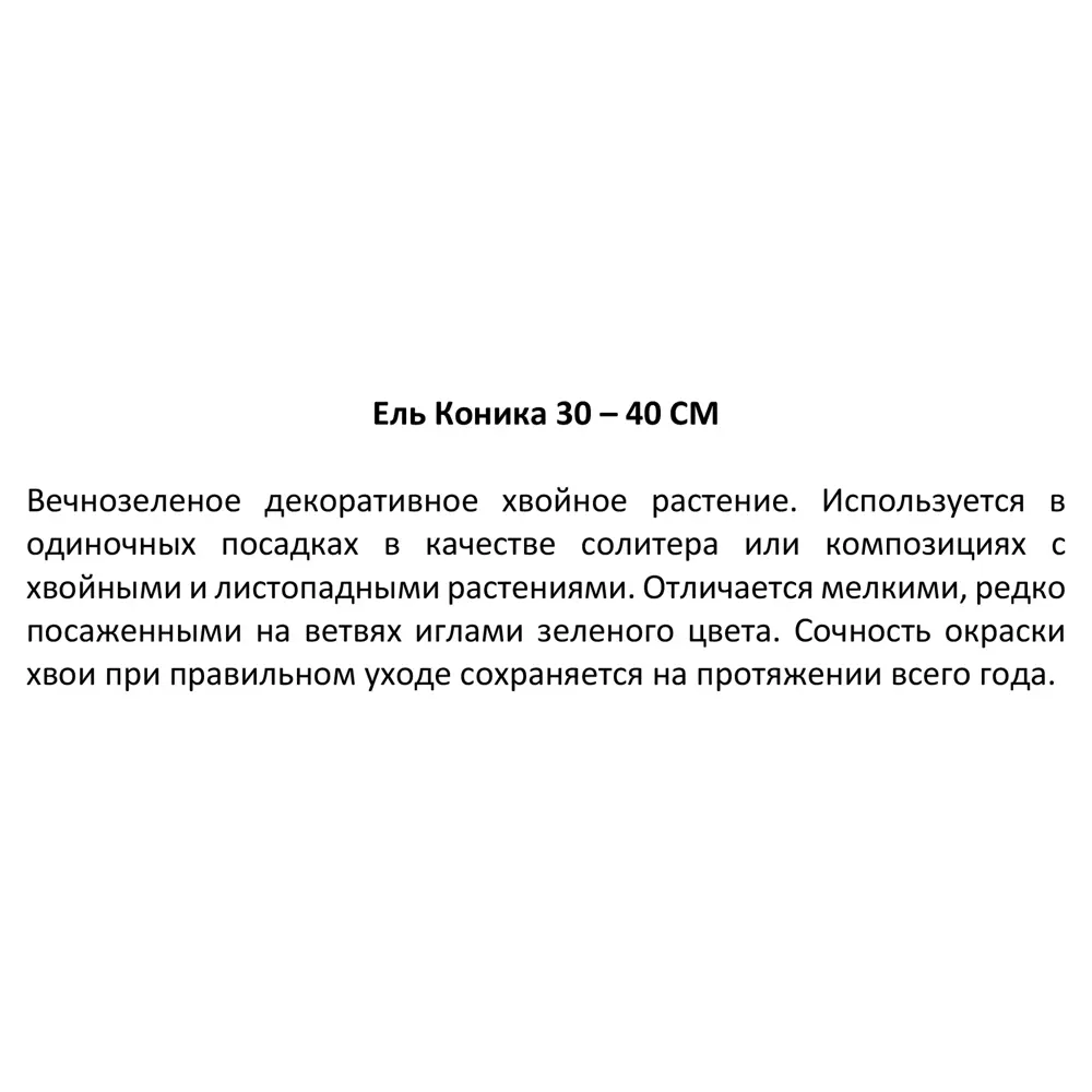 Ель Коника h30-40 см 85320189 STLM-2206237 Santreyd  - Вид №3