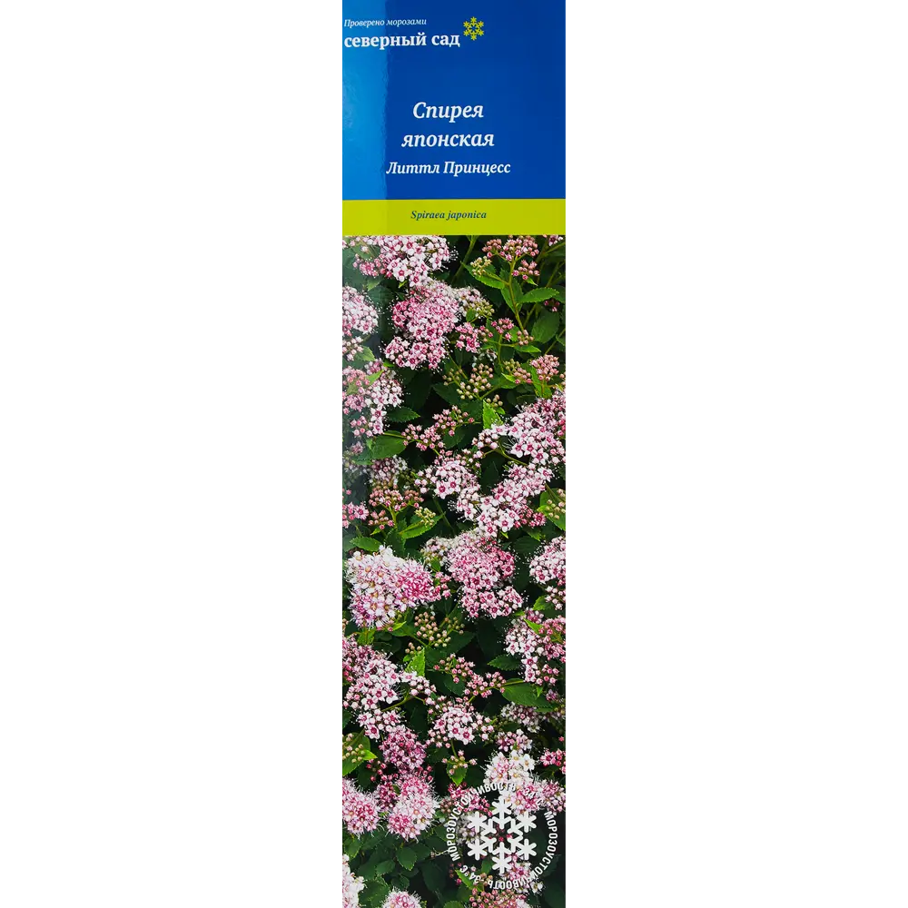 Спирея японская h100 см 86543706 STLM-2198319 Santreyd 