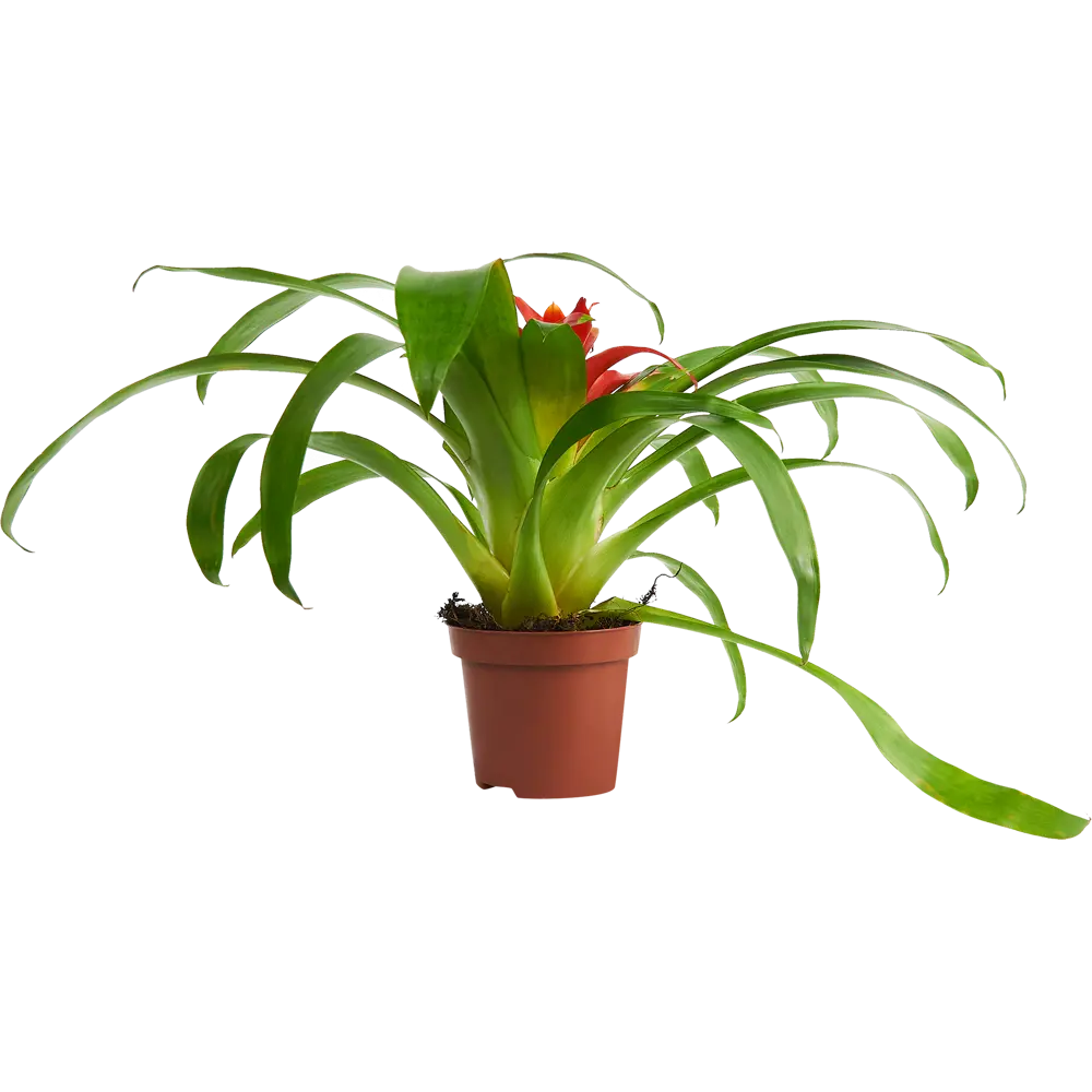 Santreyd Гузмания Минор Рондо — яркий акцент для интерьера 85324979 STLM-0966460 - Вид №1