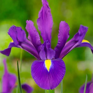 Ирис «Purple Sensation», 6х7 см 13065102 STLM-2060444
