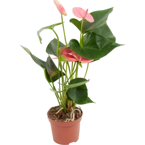 Антуриум микс 9x30 см 82850407 STLM-2195652