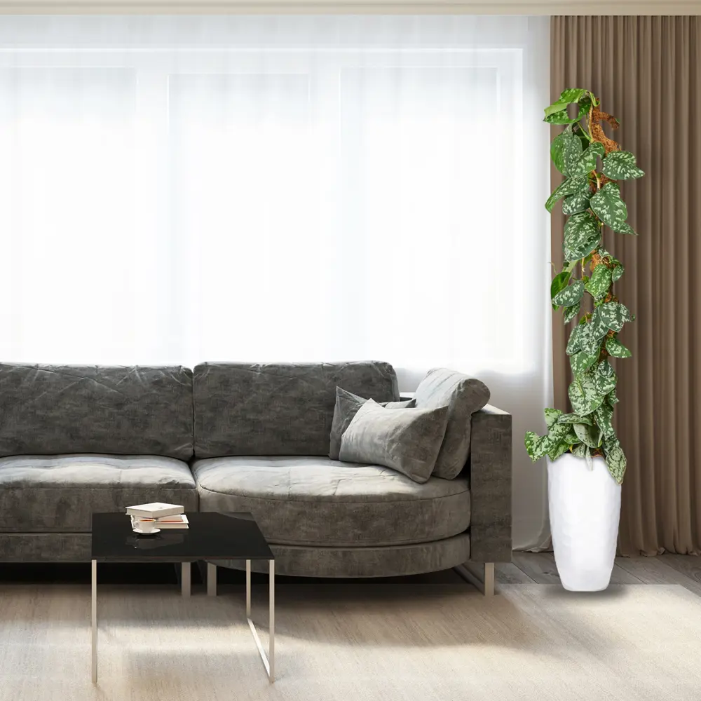 Сциндапсус Пиктус 24x120 см 82892081 STLM-2060695 Santreyd  - Вид №4