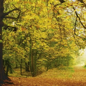 8-068-Autumn-Forest Фотообои Komar Scenics Edition 2 2.70х3.88 м