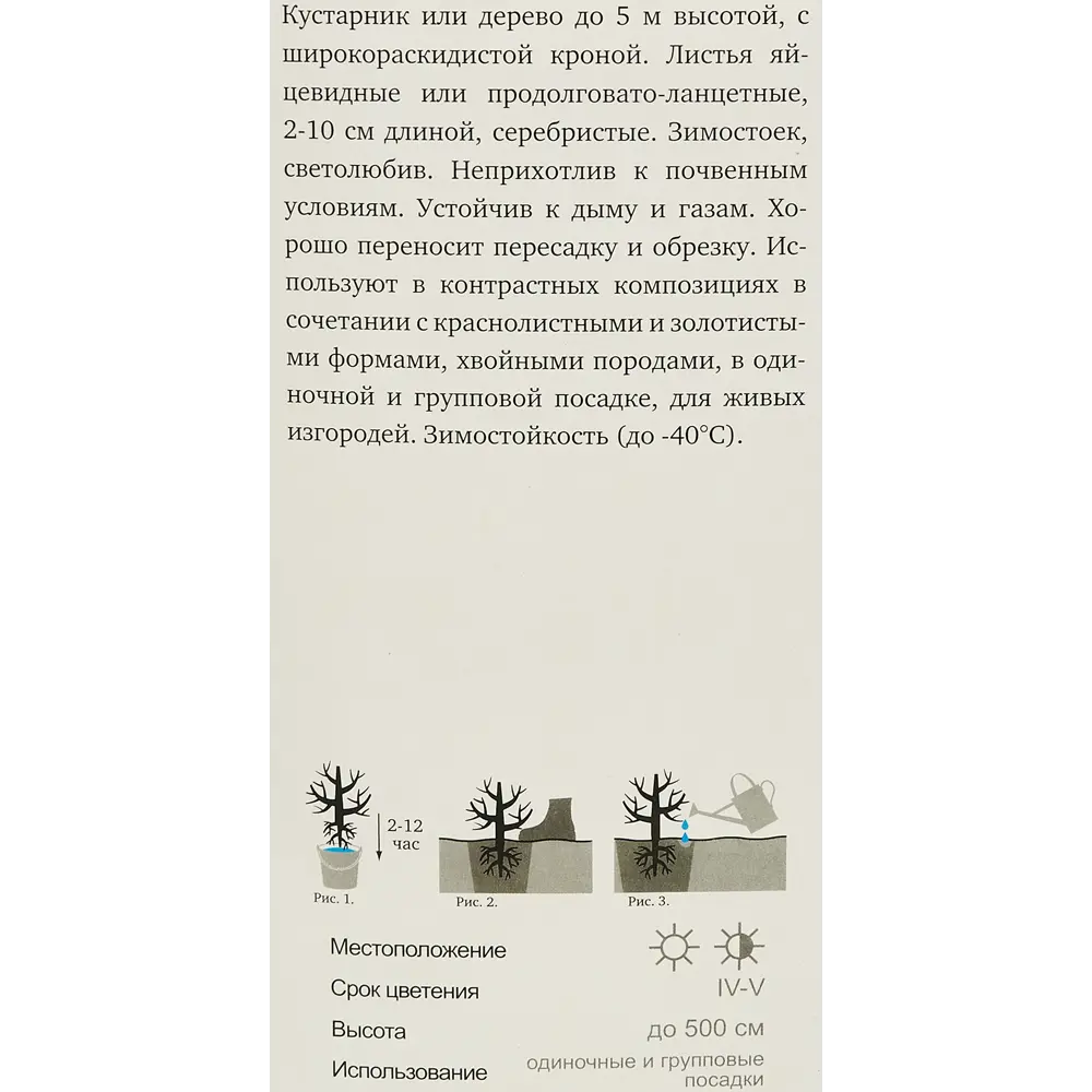 Лох Серебристый h39 см 86543666 STLM-2054845 Santreyd  - Вид №2