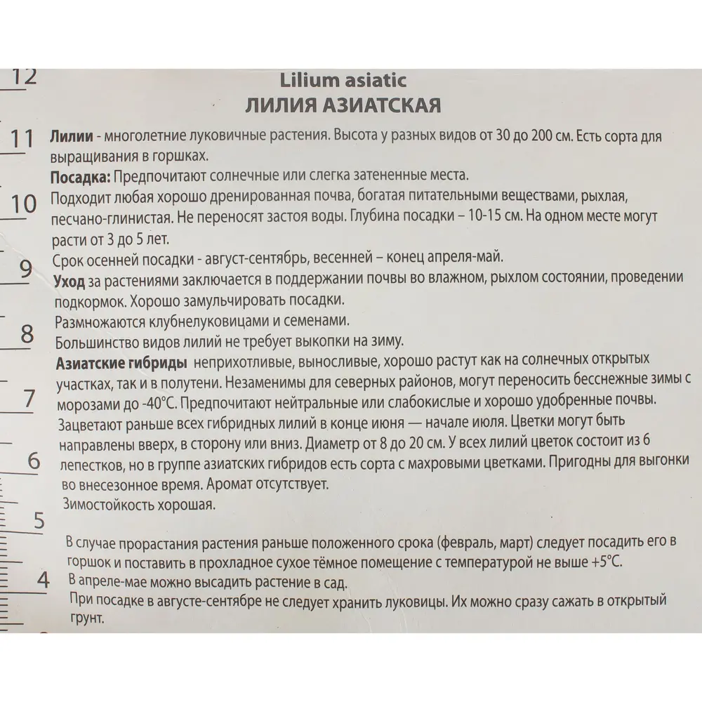 Лилия азиатская Танго «Изи Данс» 81945455 STLM-2202285 Santreyd  - Вид №2