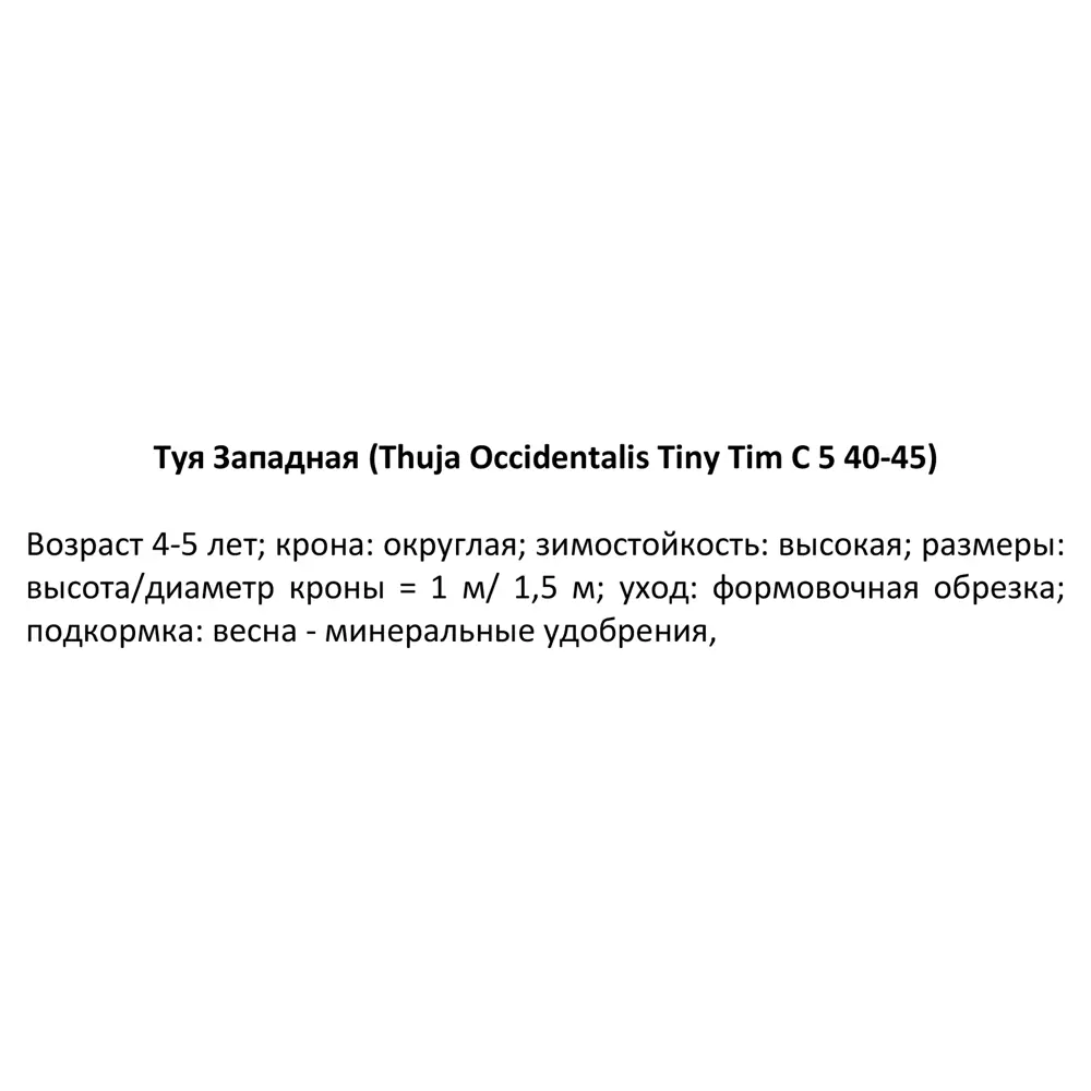 Туя западная Тини Тим ø22 h55 см 84832936 STLM-2015139 PLANTMARKET  - Вид №2