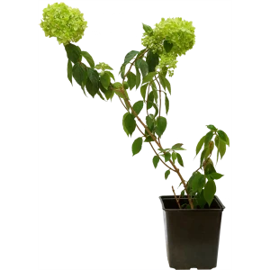 Гортензия метельчатая Little Lime C2 82365313 STLM-2146851