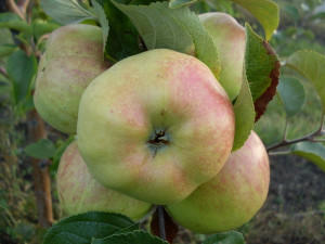 84834899 Яблоня Богатырь ø22 h80 см STLM-0055858 PLANTMARKET