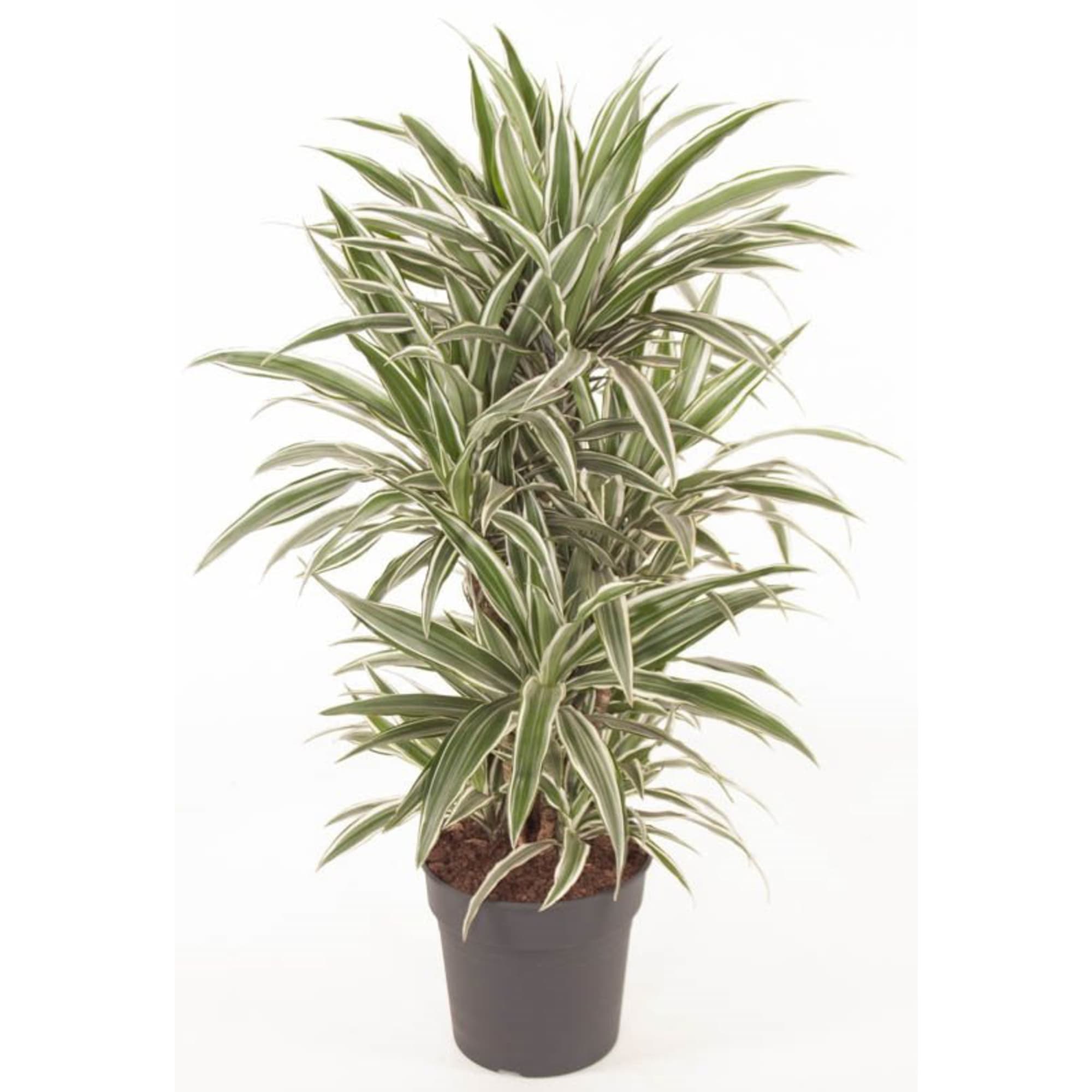 82892071 Драцена Вайт Страйп разветвленная 24x100 см Santreyd 