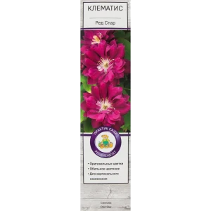 Клематис Ред Стар в тубе Поиск Инвест 81951267 STLM-2028485