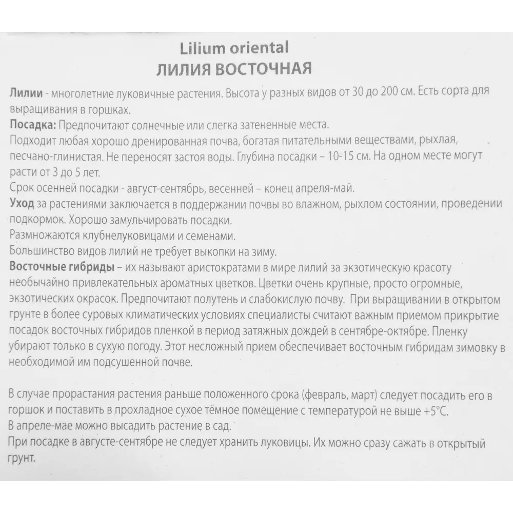 Лилия восточная Мадлен 85205771 STLM-2163418 ПОИСК  - Вид №2