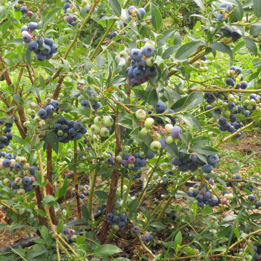 87691176 Голубика садовая Нельсон ø9 h20 см STLM-0075067 PLANTMARKET
