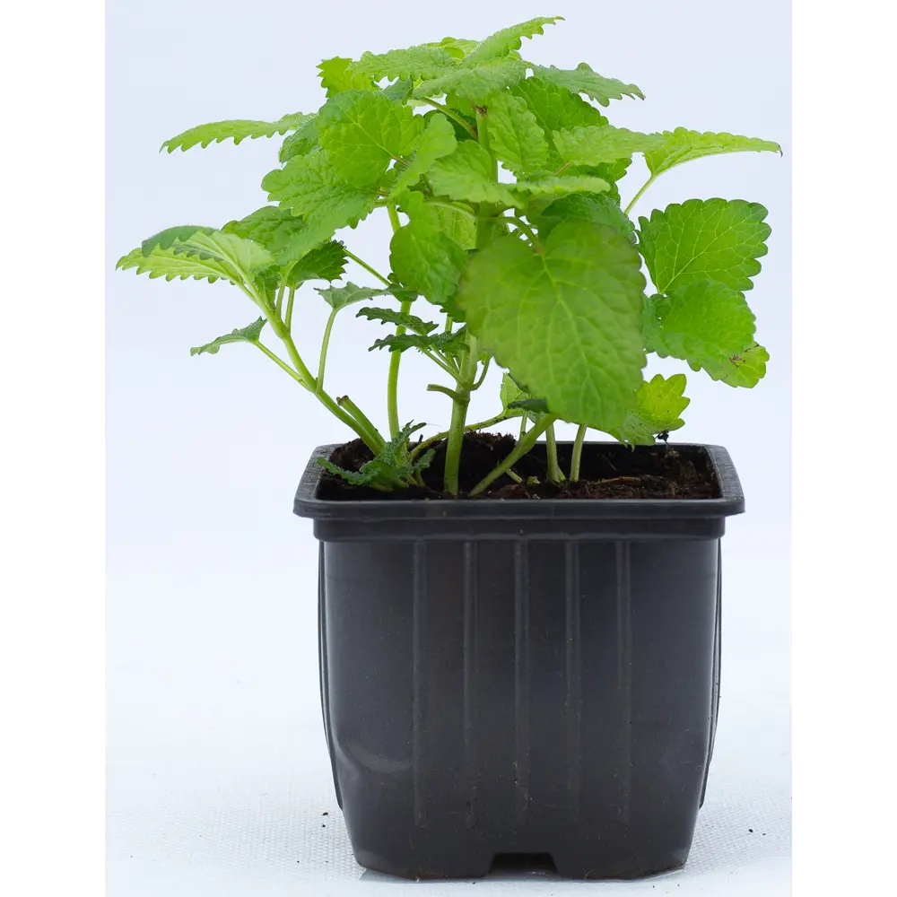 Мелисса h15 см Santreyd STLM-2032905