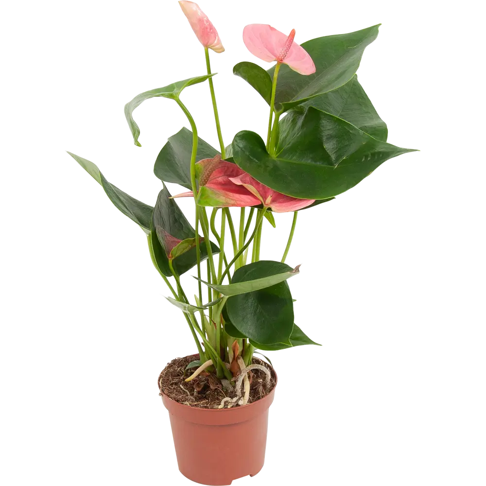 Антуриум микс 9x30 см 82850407 STLM-2195652 Santreyd 