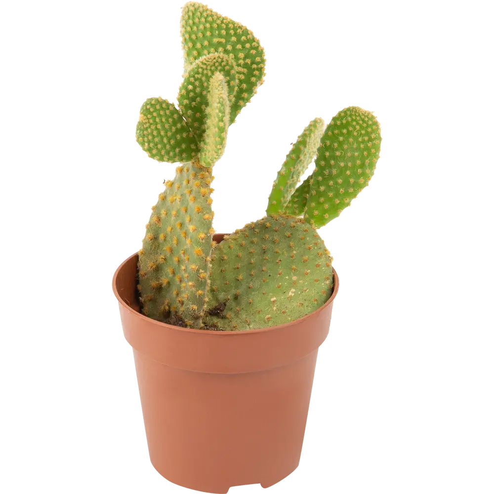 Santreyd Опунция — кактус для современного интерьера 10 см 85062780 STLM-0058114