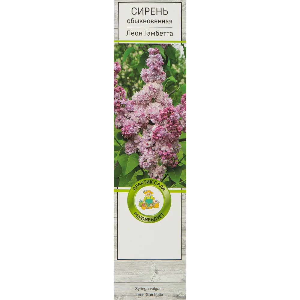 Сирень обыкновенная Леон Гамбетта 82527871 STLM-2039013 Santreyd 