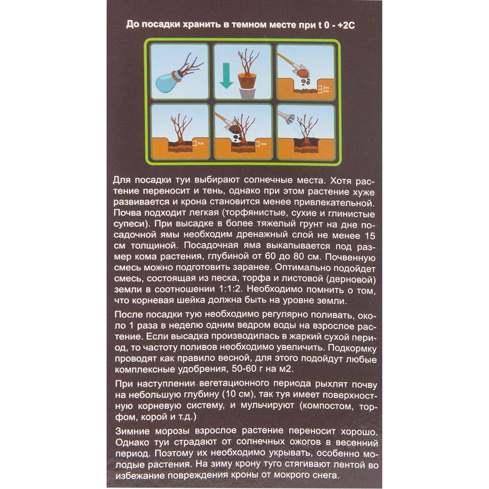 Туя западная Смарагд в тубе 82539538 STLM-2179482 BLOOMING LIFE  - Вид №2