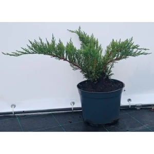 Можжевельник Тамарисцифолия ø19 см h40-60 см 85088162 STLM-2109030