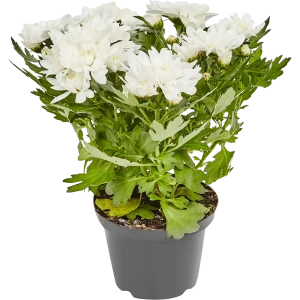 Хризантема микс ø12 h25 см 82906652 STLM-2101985
